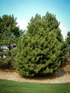 Сосна Чёрная (Pinus Nigra) купить по цене от 270.00р. в интернет-магазине «Посадика» с доставкой почтой в в Белокурихае и по всей России – [изображение №1].