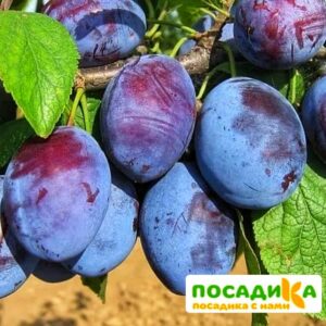 Слива Чачакская ранняя купить по цене от 229.00р. в интернет-магазине «Посадика» с доставкой почтой в в Белокурихае и по всей России – [изображение №1].