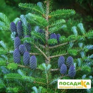 Пихта корейская (Abies koreana) купить по цене от 450.00р. в интернет-магазине «Посадика» с доставкой почтой в в Белокурихае и по всей России – [изображение №1].