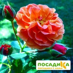 Роза Арабия купить по цене от 350.00р. в интернет-магазине «Посадика» с доставкой почтой в в Белокурихае и по всей России – [изображение №1].