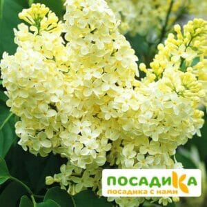 Сирень Примроуз (Primrose) купить по цене от 529.00р. в интернет-магазине «Посадика» с доставкой почтой в в Белокурихае и по всей России – [изображение №1].