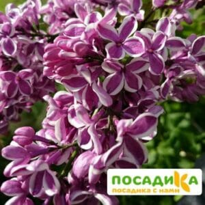 Сирень Сенсация купить по цене от 529.00р. в интернет-магазине «Посадика» с доставкой почтой в в Белокурихае и по всей России – [изображение №1].