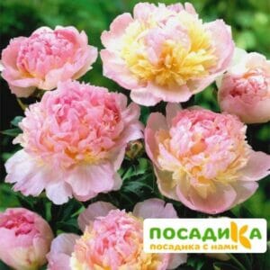 Пион Распберри Сандей (Paeonia Raspberry Sundae) купить по цене от 959р. в интернет-магазине «Посадика» с доставкой почтой в в Белокурихае и по всей России – [изображение №1].