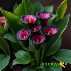 Калла Аура Лейс купить по цене от 400р. в интернет-магазине «Посадика» с доставкой почтой в в Белокурихае и по всей России – [изображение №1].