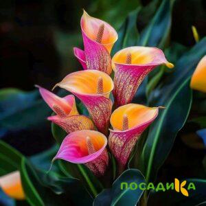 Калла Оникс купить по цене от 450р. в интернет-магазине «Посадика» с доставкой почтой в в Белокурихае и по всей России – [изображение №1].
