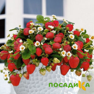 Клубника Рубиновый Шепот (горшечная) купить по цене от 240р. в интернет-магазине «Посадика» с доставкой почтой в в Белокурихае и по всей России – [изображение №1].