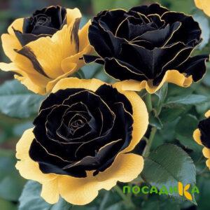 Роза Ханни Сикл купить по цене от 700р. в интернет-магазине «Посадика» с доставкой почтой в в Белокурихае и по всей России – [изображение №1].