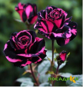 Роза Багровый Шепот купить по цене от 366р. в интернет-магазине «Посадика» с доставкой почтой в в Белокурихае и по всей России – [изображение №1].