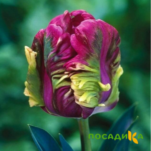 Тюльпан Экзотик Хэвен купить по цене от 186р. в интернет-магазине «Посадика» с доставкой почтой в в Белокурихае и по всей России – [изображение №1].