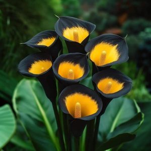 Калла Легато купить по цене от 620р. в интернет-магазине «Посадика» с доставкой почтой в в Белокурихае и по всей России – [изображение №1].