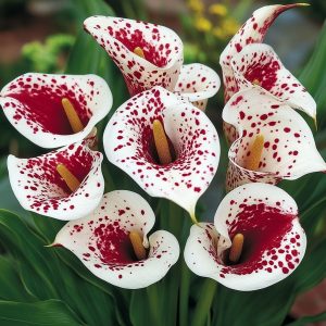 Калла Эмпайр купить по цене от 302р. в интернет-магазине «Посадика» с доставкой почтой в в Белокурихае и по всей России – [изображение №1].