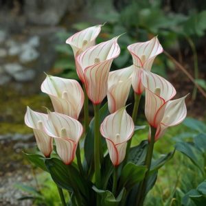 Калла Глейшер купить по цене от 299р. в интернет-магазине «Посадика» с доставкой почтой в в Белокурихае и по всей России – [изображение №1].