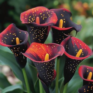 Калла Нуар купить по цене от 299р. в интернет-магазине «Посадика» с доставкой почтой в в Белокурихае и по всей России – [изображение №1].