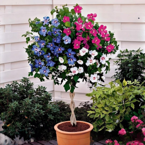 Гибискус-Дерево Триколор купить по цене от 289р. в интернет-магазине «Посадика» с доставкой почтой в в Белокурихае и по всей России – [изображение №1].