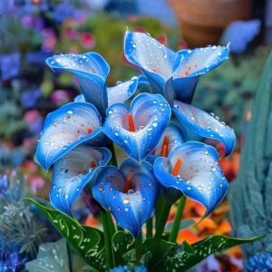 Калла Портрейт купить по цене от 292р. в интернет-магазине «Посадика» с доставкой почтой в в Белокурихае и по всей России – [изображение №1].