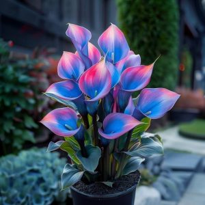 Калла Импрессия купить по цене от 590р. в интернет-магазине «Посадика» с доставкой почтой в в Белокурихае и по всей России – [изображение №1].