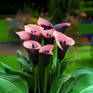 Калла Энигма купить по цене от 291р. в интернет-магазине «Посадика» с доставкой почтой в в Белокурихае и по всей России – [изображение №1].