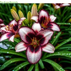 Лилейник Крим Сикл купить по цене от 799р. в интернет-магазине «Посадика» с доставкой почтой в в Белокурихае и по всей России – [изображение №1].