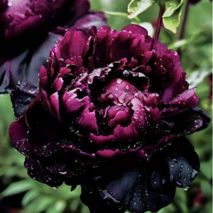 Пион Темный Сад купить по цене от 421р. в интернет-магазине «Посадика» с доставкой почтой в в Белокурихае и по всей России – [изображение №1].