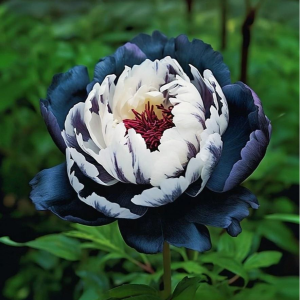 Пион Древовидный Инь-Янь купить по цене от 419р. в интернет-магазине «Посадика» с доставкой почтой в в Белокурихае и по всей России – [изображение №1].