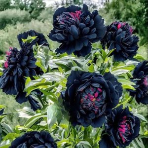 Пион древовидный Сердце Афродиты купить по цене от 600р. в интернет-магазине «Посадика» с доставкой почтой в в Белокурихае и по всей России – [изображение №1].