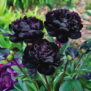 Пион Королевский Бархат купить по цене от 419р. в интернет-магазине «Посадика» с доставкой почтой в в Белокурихае и по всей России – [изображение №1].