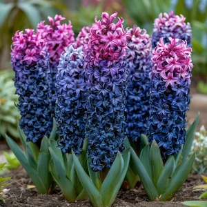 Гиацинт Блю Спринг купить по цене от 2099р. в интернет-магазине «Посадика» с доставкой почтой в в Белокурихае и по всей России – [изображение №1].