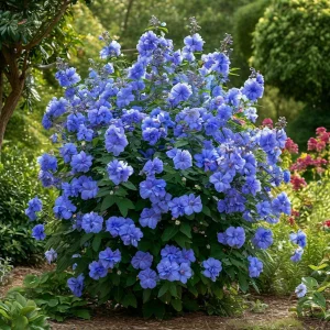 Гибискус Сансет Блоссом купить по цене от 248р. в интернет-магазине «Посадика» с доставкой почтой в в Белокурихае и по всей России – [изображение №1].