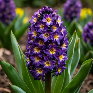 Гиацинт Вельвет Колор купить по цене от 2099р. в интернет-магазине «Посадика» с доставкой почтой в в Белокурихае и по всей России – [изображение №1].