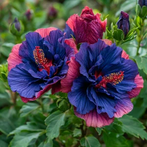 Гибискус Роуз Шайн купить по цене от 360р. в интернет-магазине «Посадика» с доставкой почтой в в Белокурихае и по всей России – [изображение №1].