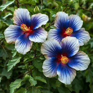 Гибискус Илюжн Вилью купить по цене от 259р. в интернет-магазине «Посадика» с доставкой почтой в в Белокурихае и по всей России – [изображение №1].