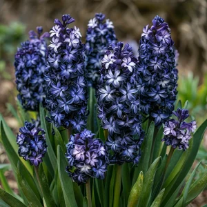 Гиацинт Блум Клауд купить по цене от 2099р. в интернет-магазине «Посадика» с доставкой почтой в в Белокурихае и по всей России – [изображение №1].