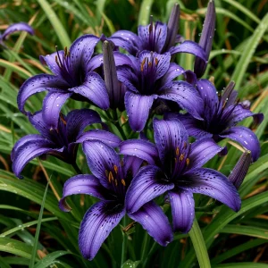 Лилейник Блю Айрис купить по цене от 324р. в интернет-магазине «Посадика» с доставкой почтой в в Белокурихае и по всей России – [изображение №1].