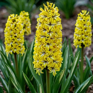 Гиацинт Сансет Голд купить по цене от 2099р. в интернет-магазине «Посадика» с доставкой почтой в в Белокурихае и по всей России – [изображение №1].