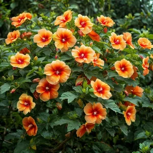 Гибискус Кристал Рэй купить по цене от 458р. в интернет-магазине «Посадика» с доставкой почтой в в Белокурихае и по всей России – [изображение №1].