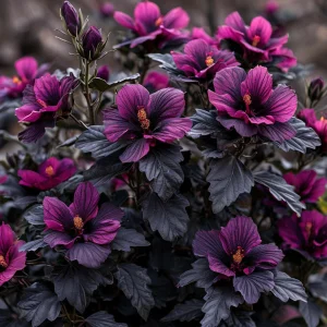 Гибискус Корал Чарм купить по цене от 271р. в интернет-магазине «Посадика» с доставкой почтой в в Белокурихае и по всей России – [изображение №1].