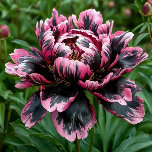 Пион Дроп Руби купить по цене от 469р. в интернет-магазине «Посадика» с доставкой почтой в в Белокурихае и по всей России – [изображение №1].