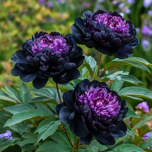 Пион Свэнс Даун купить по цене от 610р. в интернет-магазине «Посадика» с доставкой почтой в в Белокурихае и по всей России – [изображение №1].