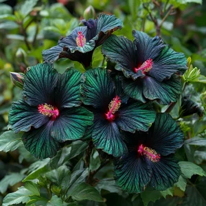 Гибискус Пикок Плюм купить по цене от 490р. в интернет-магазине «Посадика» с доставкой почтой в в Белокурихае и по всей России – [изображение №1].