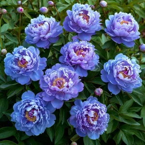 Пион Голубой лотос купить по цене от 590р. в интернет-магазине «Посадика» с доставкой почтой в в Белокурихае и по всей России – [изображение №1].