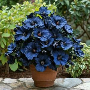 Гибискус Селестиал Флейм купить по цене от 326р. в интернет-магазине «Посадика» с доставкой почтой в в Белокурихае и по всей России – [изображение №1].