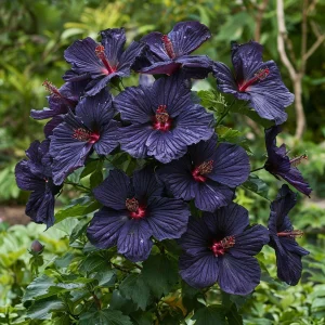 Гибискус Мэджик Момент купить по цене от 699р. в интернет-магазине «Посадика» с доставкой почтой в в Белокурихае и по всей России – [изображение №1].