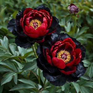 Пион Эбеновый Рубин купить по цене от 419р. в интернет-магазине «Посадика» с доставкой почтой в в Белокурихае и по всей России – [изображение №1].