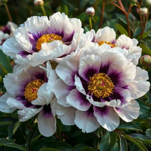 Пион Эко Саммер купить по цене от 548р. в интернет-магазине «Посадика» с доставкой почтой в в Белокурихае и по всей России – [изображение №1].