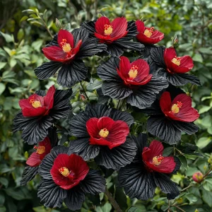 Гибискус Ройял Афеа купить по цене от 460р. в интернет-магазине «Посадика» с доставкой почтой в в Белокурихае и по всей России – [изображение №1].