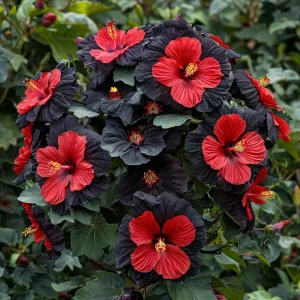 Гибискус Шиммеринг купить по цене от 720р. в интернет-магазине «Посадика» с доставкой почтой в в Белокурихае и по всей России – [изображение №1].