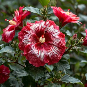 Гибискус Пурпл Мистик купить по цене от 360р. в интернет-магазине «Посадика» с доставкой почтой в в Белокурихае и по всей России – [изображение №1].