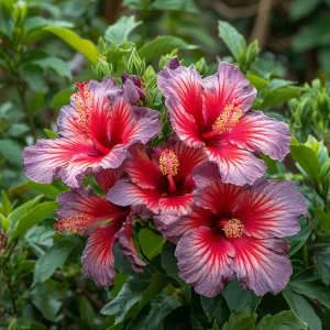 Гибискус Кримсон Флейм купить по цене от 479р. в интернет-магазине «Посадика» с доставкой почтой в в Белокурихае и по всей России – [изображение №1].