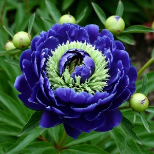 Пион Дримвивер купить по цене от 417р. в интернет-магазине «Посадика» с доставкой почтой в в Белокурихае и по всей России – [изображение №1].