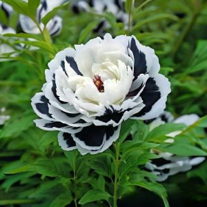 Пион Монохромный Шик купить по цене от 429р. в интернет-магазине «Посадика» с доставкой почтой в в Белокурихае и по всей России – [изображение №1].